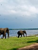 Circle Sri Lanka - For Solo Travellers