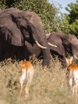 Hwange, Falls & Chobe Experience with Return Flights