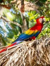 Costa Rica Adventure - For Solo Travellers