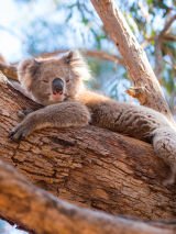 Kangaroo Island Wildlife Discovery