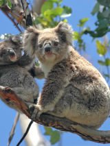 Kimberley Coastal Cruise with 2 for 1 Airfares
