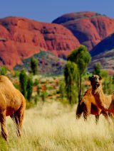 Magic of Uluru for Solo Travellers