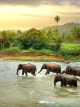 Mystical Sri Lanka: Temples, Elephants & Tea Trails