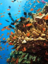 Reef to Reef