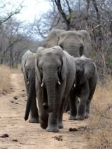 South Africa & Victoria Falls