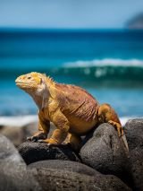 Galapagos encounter: Central Islands on Grand Queen Beatriz