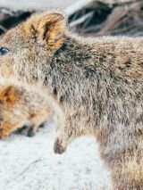 Nab a Quokka Selfie