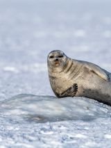 Arctic in Depth