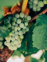Walking the Prosecco Hills
