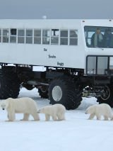 Churchill Town & Tundra