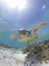 Southern Barrier Reef discovery