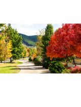 Colours of Autumn in the Victorian Alpine Region