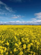Canola Country & Cool-Climate Gardens