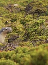 Kangaroo Island on Pacific Aria