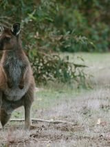 Kangaroo Island discovery