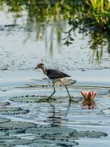 Darwin and Kakadu Escape