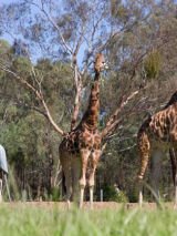 Wine and Wildlife Safari