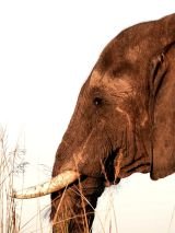 Botswana wildlife