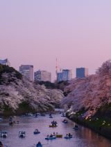 Sea of Japan Spring Flowers on Diamond Princess 2023