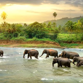 Mystical Sri Lanka: Temples, Elephants & Tea Trails