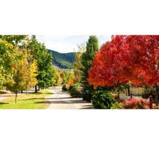 Colours of Autumn in the Victorian Alpine Region