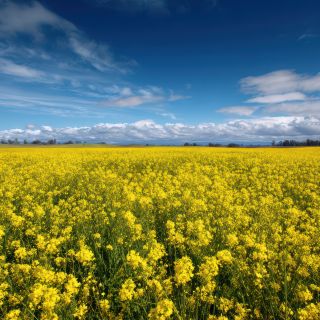 Canola Country & Cool-Climate Gardens