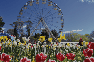 Blooming lovely in Canberra