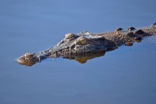 Kakadu & Jumping Crocs Adventure Expedition Darwin to Adelaide