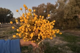 Outback Gardens and Botanical Trail