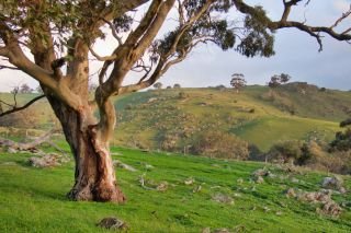 Explore the Barossa