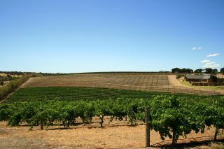 Explore the Barossa