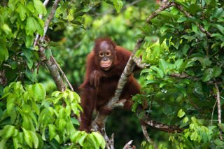 Sabah North Borneo & Kuala Lumpur
