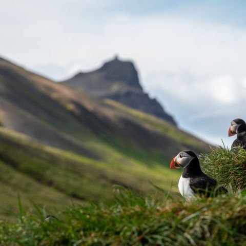 Elemental Iceland – Circular Saga From Reykjavík