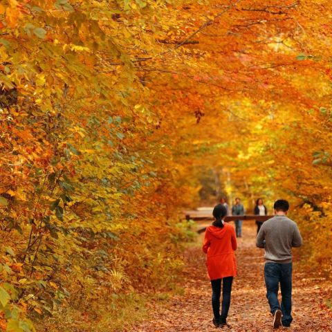 Tumut Valley Autumn Delight