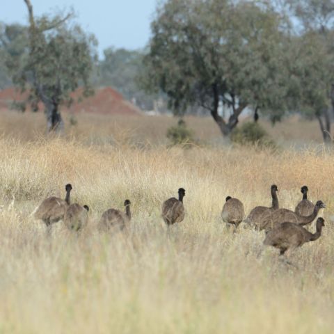 Threatened Species Birdwatching Tour ex Brisbane