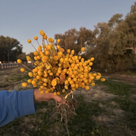 Outback Gardens and Botanical Trail