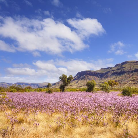 Western Australia Wildflowers Trail