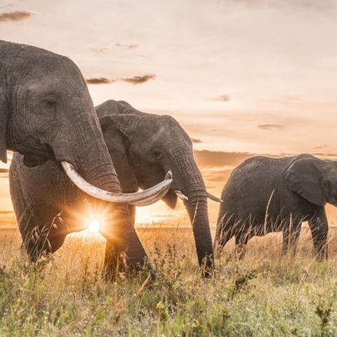 Southern Africa Safari Specials