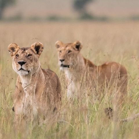 East Africa Safari Specials