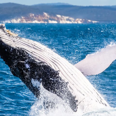Mining heritage to Humpback Highway escorted by National Seniors Travel