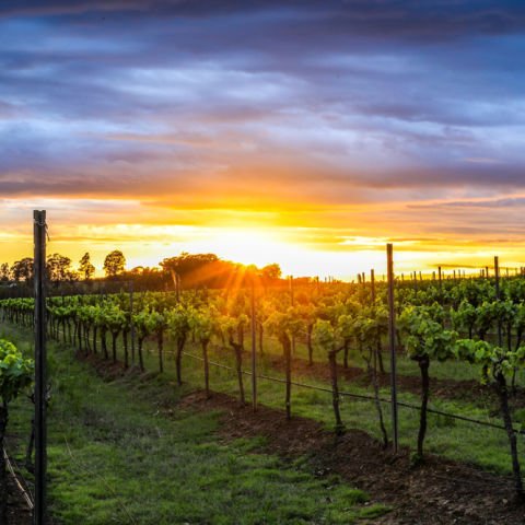 Hunter Valley, Newcastle & Port Stephens Highlights