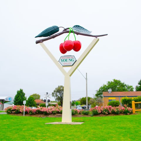 Young's Cherry Festival and Beyond