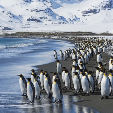 Antarctica Journey to the end of the world