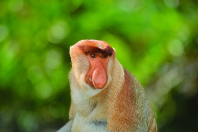 Probiscus Monkey, Labuk Bay