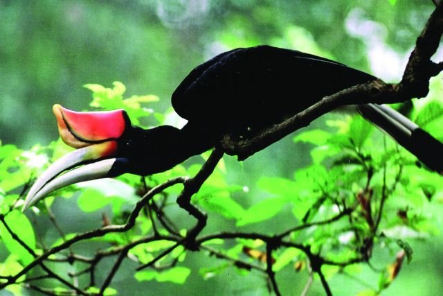 Rhinoceros Hornbill