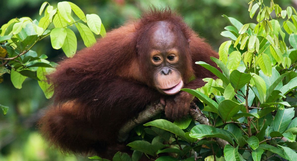 Bird market photo yields an unknown monkey species in Indonesia